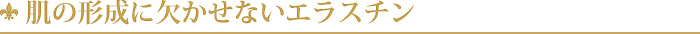 肌の形成に欠かせないエラスチン