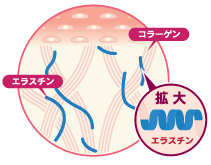 肌の形成に欠かせないエラスチン