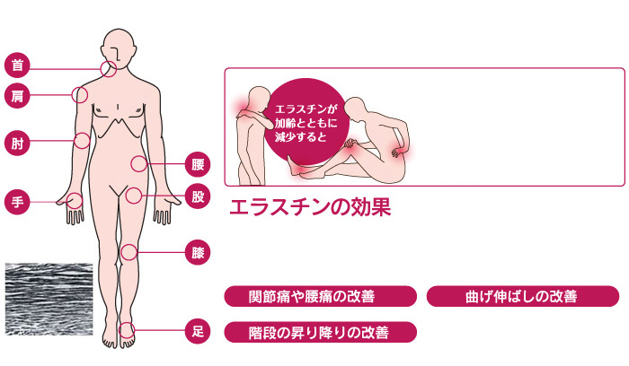 エラスチンは関節を支えるじん帯に必須！