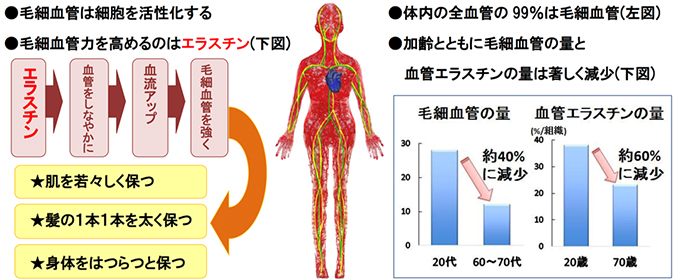 きれいな肌・美しい髪・元気な身体を支える
毛細血管とその血管力を高めるエラスチン!! 