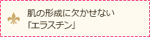 肌の形成に欠かせない「エラスチン」