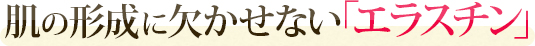 肌の形成に欠かせない｢エラスチン」